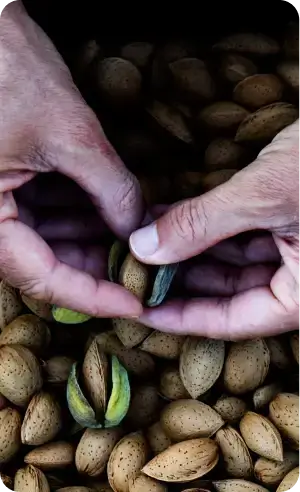 Close-up of hands sorting almonds among a pile of almonds. - imanut